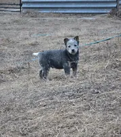 Male 3, a male Australian Cattle Dog for sale in Hawarden, IA – Photo 3 of 4