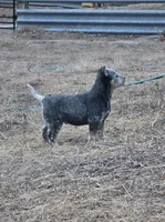 Male 3, a male Australian Cattle Dog for sale in Hawarden, IA – Photo 4 of 4