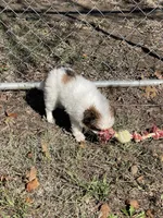 Puppy #41, a male Japanese Chin for sale in Neodesha, KS – 5 of 6