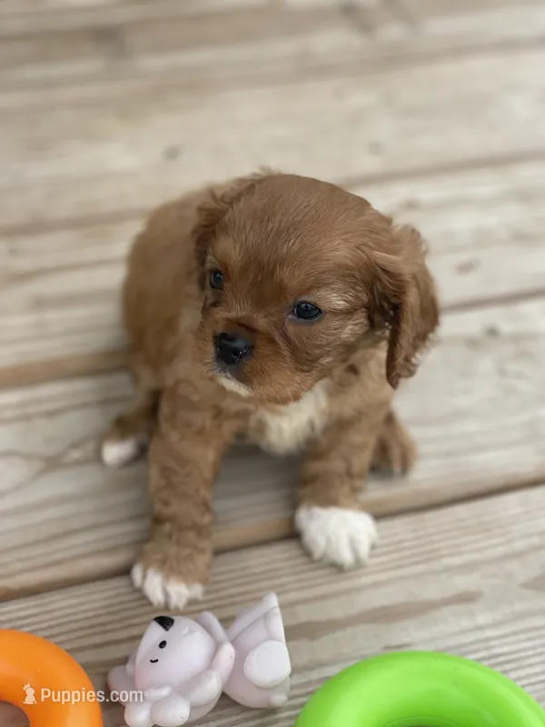 Puppy #21 – Cavalier King Charles Spaniel puppy for sale in Neodesha, KS