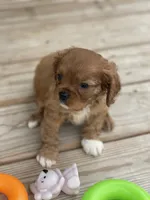 Puppy #21, a male Cavalier King Charles Spaniel for sale in Neodesha, KS – 1 of 5