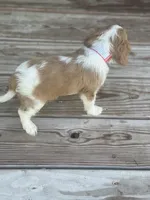 Puppy #31, a male Cavalier King Charles Spaniel for sale in Neodesha, KS – 2 of 6