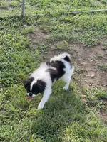 Puppy #12, a male Japanese Chin for sale in Neodesha, KS – 2 of 5