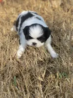 Puppy #42, a male Japanese Chin for sale in Neodesha, KS – 6 of 6