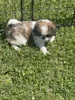 Puppy #17, a female Japanese Chin for sale in Neodesha, KS – Photo 4 of 4