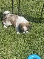 Puppy #17, a female Japanese Chin for sale in Neodesha, KS – Photo 3 of 4