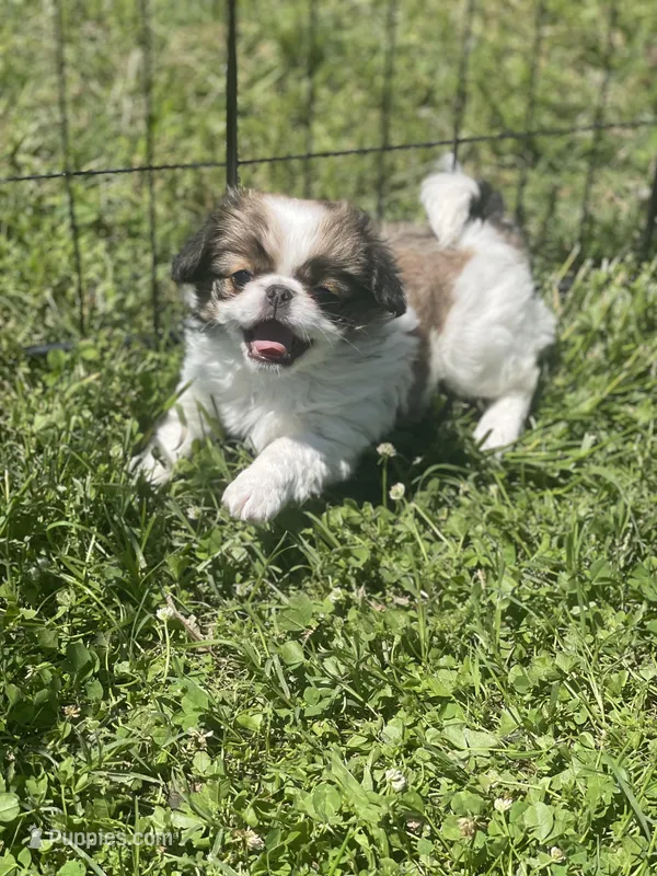 Puppy #17, a female Japanese Chin for sale in Neodesha, KS – Photo 1 of 4