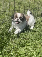 Puppy #17, a female Japanese Chin for sale in Neodesha, KS – Photo 1 of 4