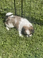 Puppy #17, a female Japanese Chin for sale in Neodesha, KS – Photo 2 of 4