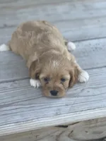Puppy #28, a female Cavapoo for sale in Neodesha, KS – 1 of 5