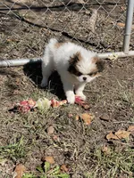Puppy #41, a male Japanese Chin for sale in Neodesha, KS – 6 of 6