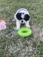 Puppy #9, a male Japanese Chin for sale in Neodesha, KS – Photo 1 of 5