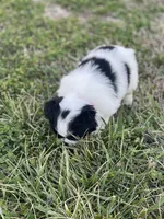 Puppy #9, a male Japanese Chin for sale in Neodesha, KS – Photo 5 of 5
