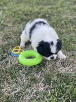Puppy #9, a male Japanese Chin for sale in Neodesha, KS – Photo 4 of 5