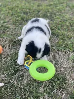 Puppy #9, a male Japanese Chin for sale in Neodesha, KS – Photo 2 of 5
