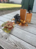Puppy #50, a female Miniature Schnauzer for sale in Neodesha, KS – 3 of 5