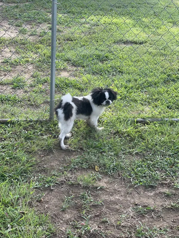 Puppy #8 – Japanese Chin puppy for sale in Neodesha, KS