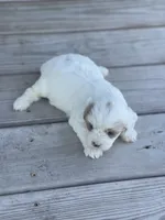 Puppy #27, a female Cavapoo for sale in Neodesha, KS – 4 of 5