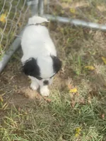 Puppy -#35, a male Japanese Chin for sale in Neodesha, KS – 3 of 4