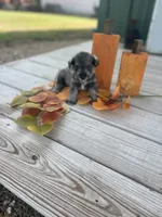 Puppy #50, a female Miniature Schnauzer for sale in Neodesha, KS – 2 of 5