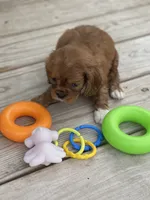 Puppy #23, a male Cavalier King Charles Spaniel for sale in Neodesha, KS – 3 of 5