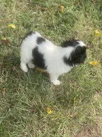 Puppy #36, a male Japanese Chin for sale in Neodesha, KS – 4 of 4