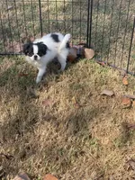 Puppy #36, a male Japanese Chin for sale in Neodesha, KS – 6 of 6