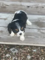 Puppy 33, a male Cavalier King Charles Spaniel for sale in Neodesha, KS – 3 of 6