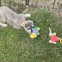 Puppy #61, a male Miniature Schnauzer for sale in Neodesha, KS – Photo 4 of 5