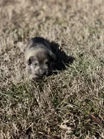 Puppy #61, a male Miniature Schnauzer for sale in Neodesha, KS – Photo 2 of 6