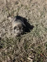 Puppy #61, a male Miniature Schnauzer for sale in Neodesha, KS – Photo 3 of 6