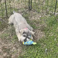 Puppy #61, a male Miniature Schnauzer for sale in Neodesha, KS – Photo 5 of 5