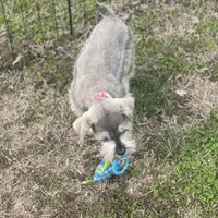 Puppy #61, a male Miniature Schnauzer for sale in Neodesha, KS – Photo 1 of 5