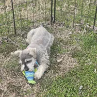 Puppy #61, a male Miniature Schnauzer for sale in Neodesha, KS – Photo 3 of 5