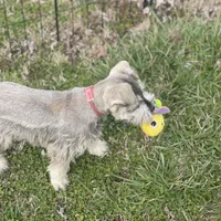 Puppy #61, a male Miniature Schnauzer for sale in Neodesha, KS – Photo 2 of 5