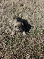 Puppy #61, a male Miniature Schnauzer for sale in Neodesha, KS – Photo 5 of 6