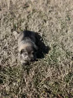 Puppy #61, a male Miniature Schnauzer for sale in Neodesha, KS – Photo 6 of 6
