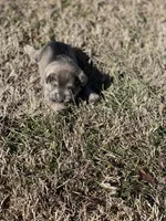 Puppy #61, a male Miniature Schnauzer for sale in Neodesha, KS – Photo 1 of 6
