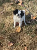 Puppy -#35, a male Japanese Chin for sale in Neodesha, KS – 5 of 6