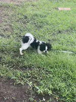 Puppy #8, a male Japanese Chin for sale in Neodesha, KS – 4 of 4