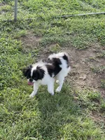 Puppy #12, a male Japanese Chin for sale in Neodesha, KS – 4 of 5