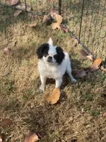 Puppy -#35, a male Japanese Chin for sale in Neodesha, KS – 6 of 6