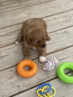 Puppy #21, a male Cavalier King Charles Spaniel for sale in Neodesha, KS – 5 of 5