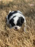 Puppy #43, a female Japanese Chin for sale in Neodesha, KS – 4 of 6