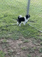 Puppy #11, a male Japanese Chin for sale in Neodesha, KS – 4 of 6