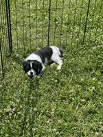 Puppy #4, a female Cavalier King Charles Spaniel for sale in Neodesha, KS – 2 of 2