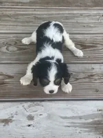 Puppy #34, a male Cavalier King Charles Spaniel for sale in Neodesha, KS – 2 of 5
