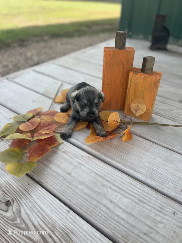 Puppy #51 – Miniature Schnauzer puppy for sale in Neodesha, KS