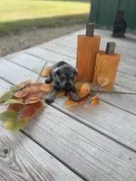 Puppy #51, a female Miniature Schnauzer for sale in Neodesha, KS – 1 of 5