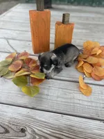 Puppy #48, a male Miniature Schnauzer for sale in Neodesha, KS – 4 of 6